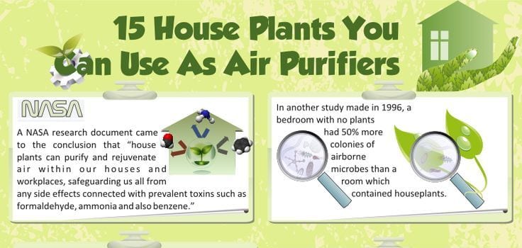 air purifying plants